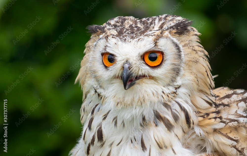 portrait of a european oehoe