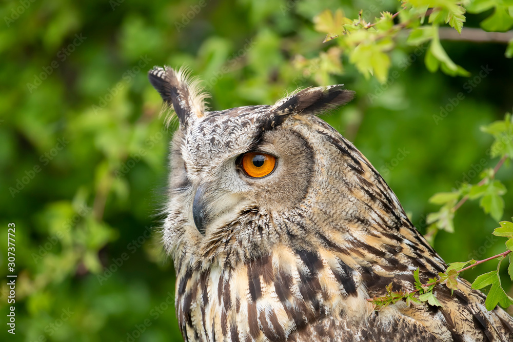 Fototapeta premium portrait of an eurasian eagle owl