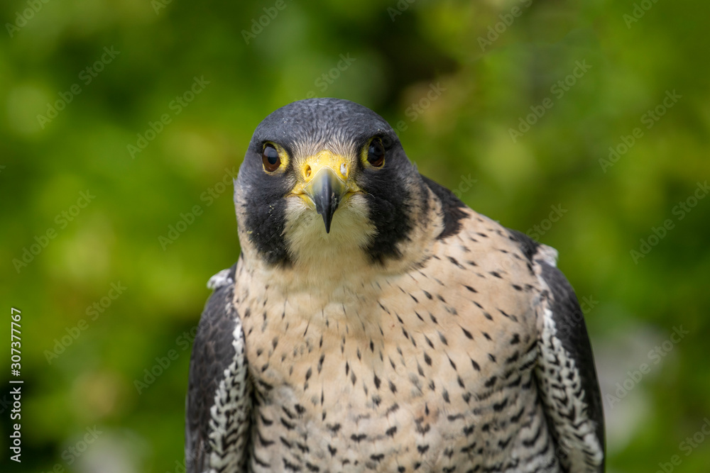 Obraz premium portrait of falcon