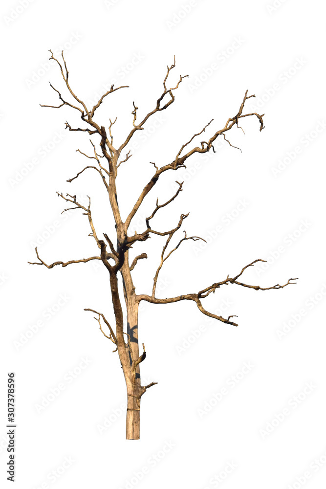 Dead tree isolated on white background. Dry tree branch with clipping path. Dead tree isolated on white background. Dry tree branch with clipping path.