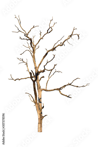 Dead tree isolated on white background. Dry tree branch with clipping path.