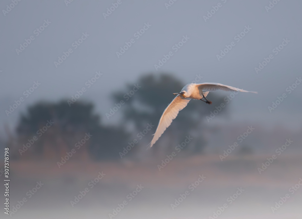 Obraz premium Eurasian spoonbill ( Platalea leucorodia)