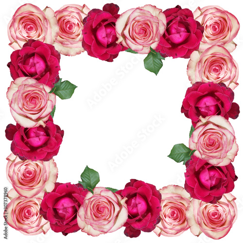 Beautiful floral pattern of pink and burgundy roses. Isolated