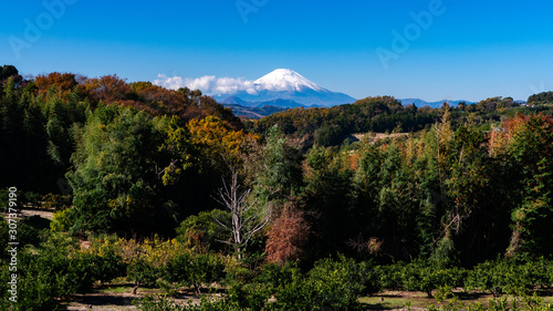 大磯町からの富士山と紅葉