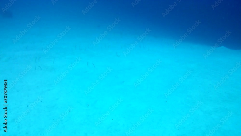 coral life caribbean sea Bonaire island underwater diving divers video coral life caribbean sea Bonaire island underwater diving divers video