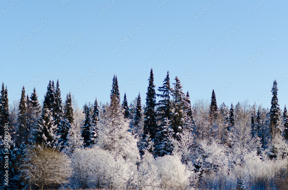 snowy trees on a sunny day snowy trees on a sunny day