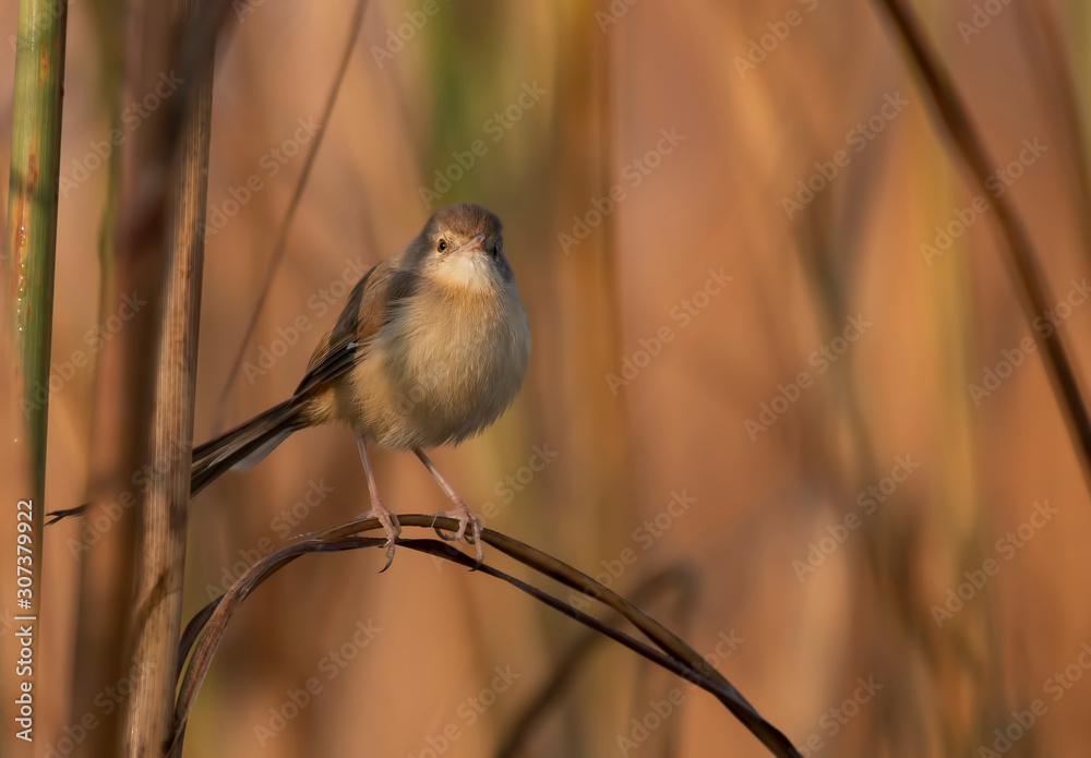 Fototapeta premium Palin prinia 