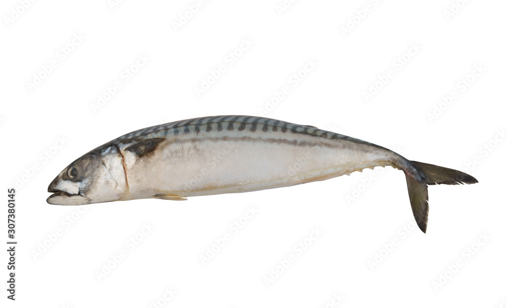 Raw mackerel fish isolated on white background Raw mackerel fish isolated on white background