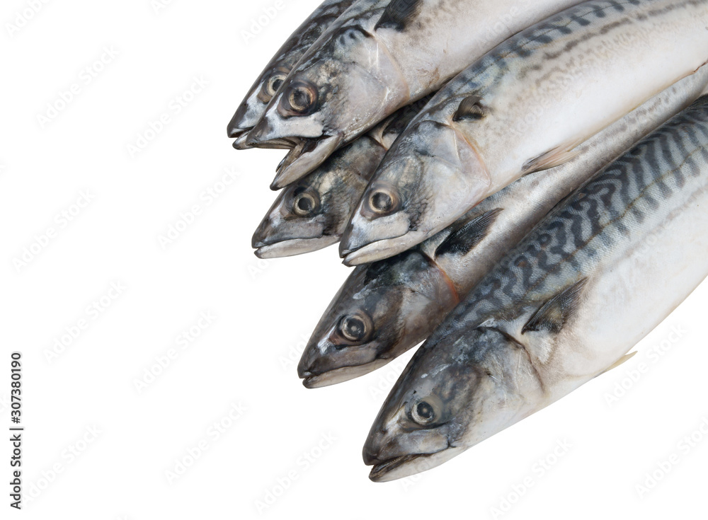 Mackerel fishes isolated on white background Mackerel fishes isolated on white background