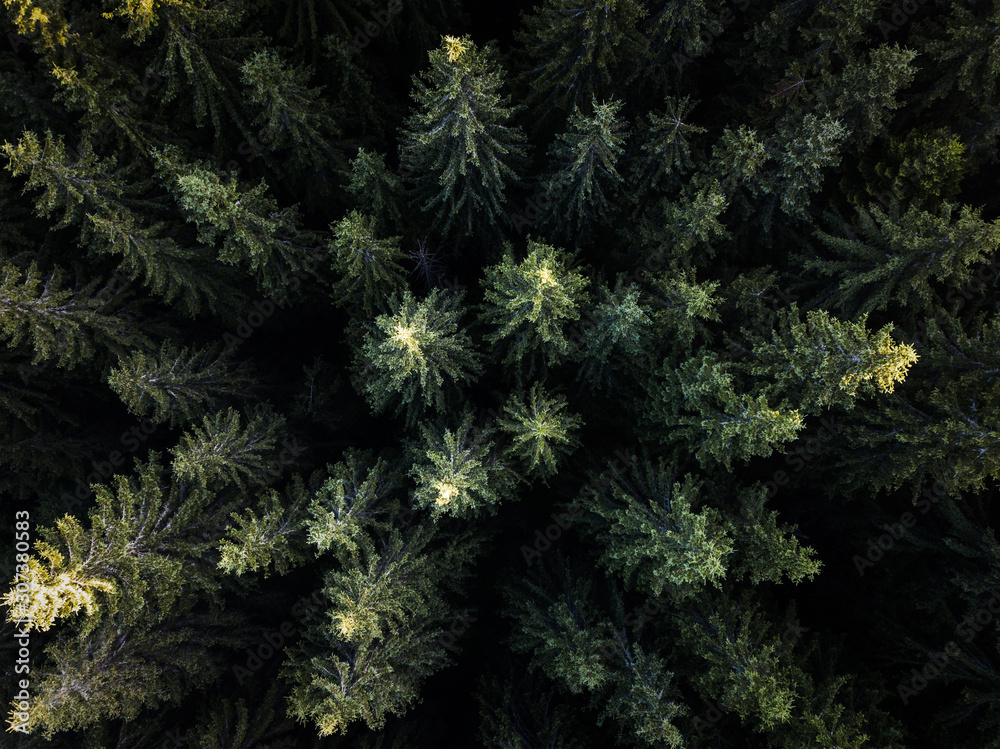 Aerial top view evergreen forest, Texture of trees view from above.