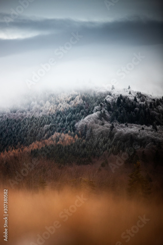 Colorful Autumn-Winter Fore...