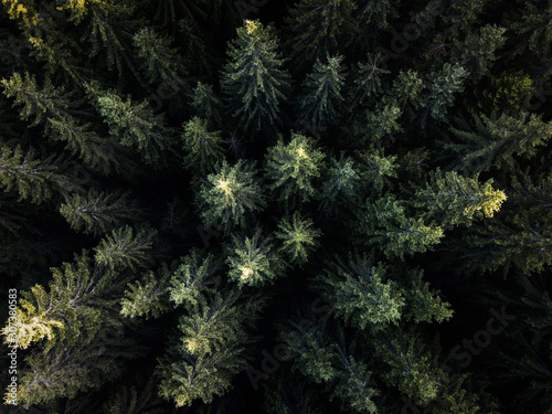 Aerial top view evergreen forest  Texture of trees view from above.