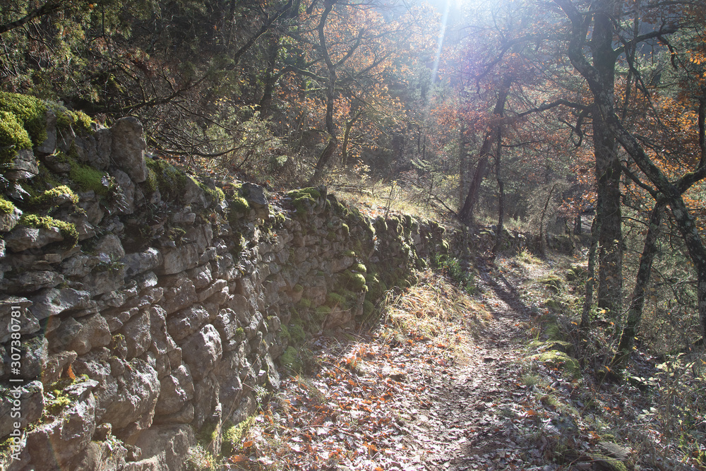 Fotografie Chemin et arbres en aveyron