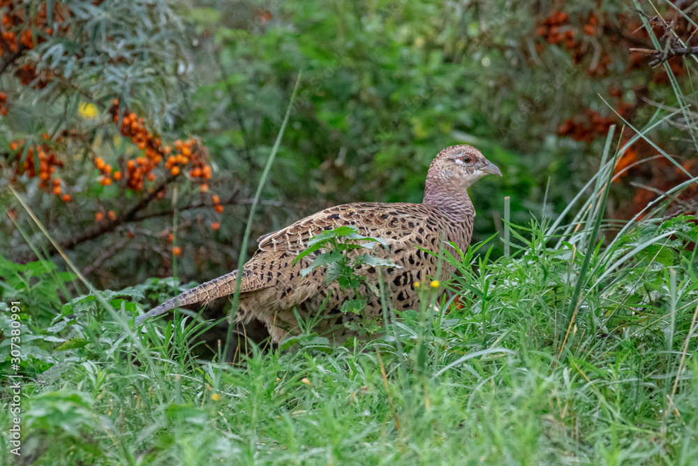 Fasan bunter Vogel Portrait, Tiere Insel Borkum 