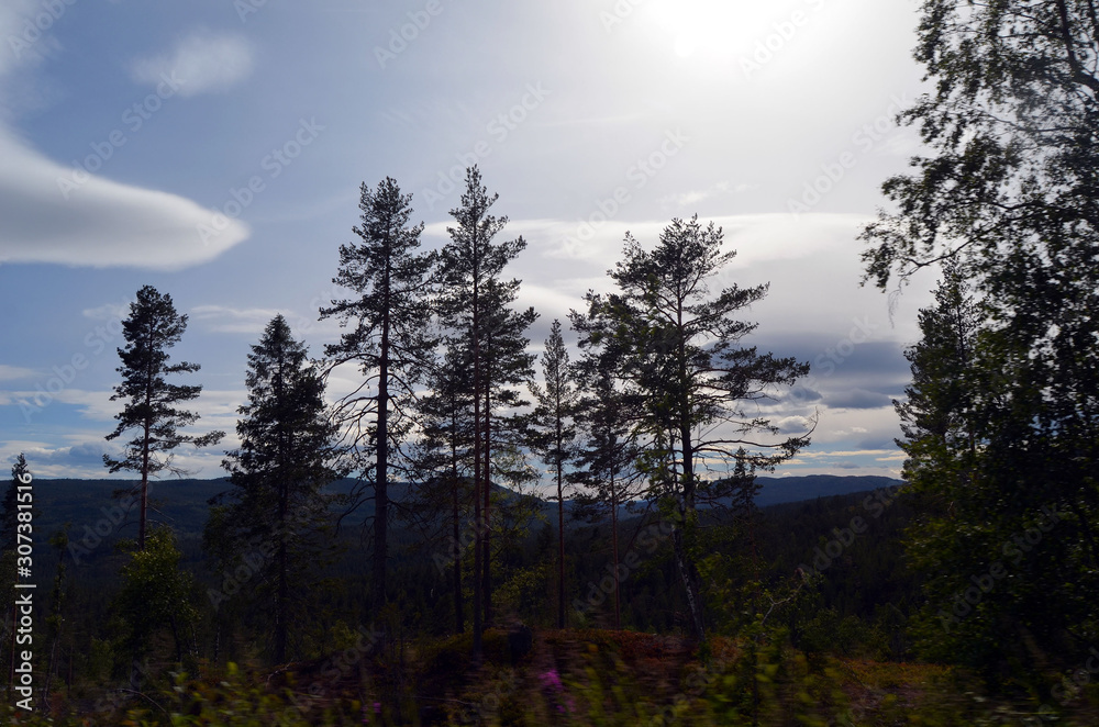 Forest on a summer day in Central Norway Forest on a summer day in Central Norway
