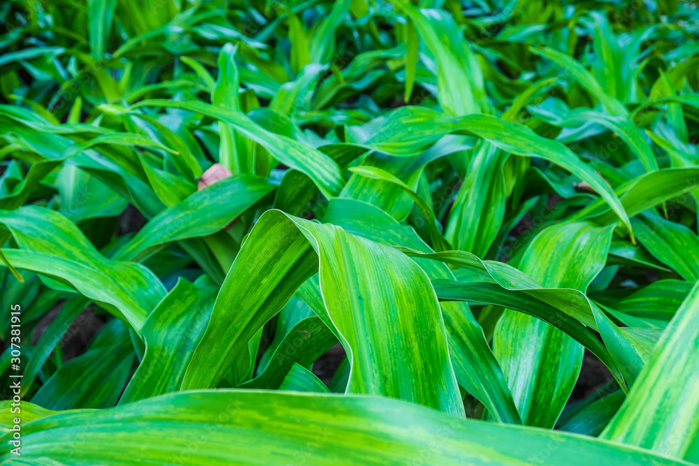 Green leaf background Green leaf background