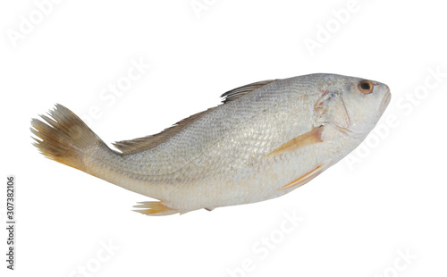 Croaker fish isolated on white