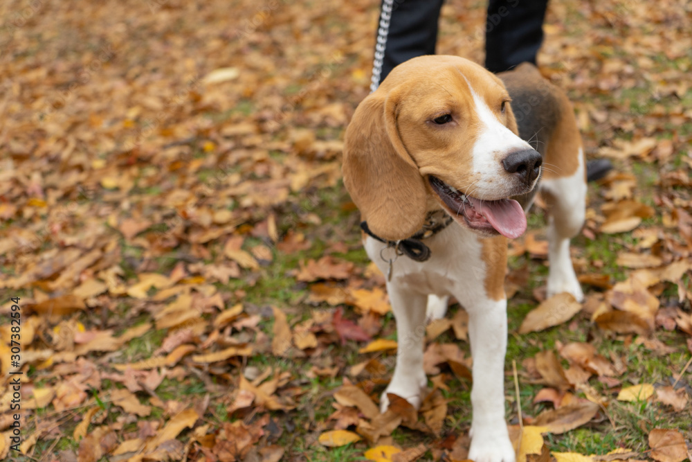 Hunting dog Beagle in the Park in autumn. Pet, puppy