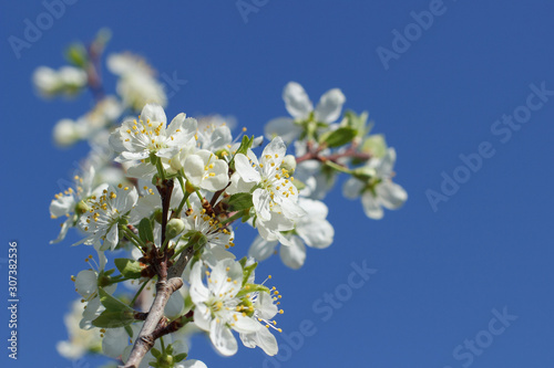 A branch with white flowers on a background of blue sky close-up. Plum blossom in spring. Beautiful floral background. © Elena