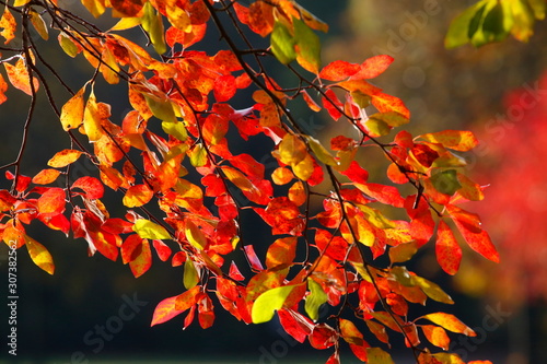 Rotes Herbstlaub an einem Baum  Deutschland