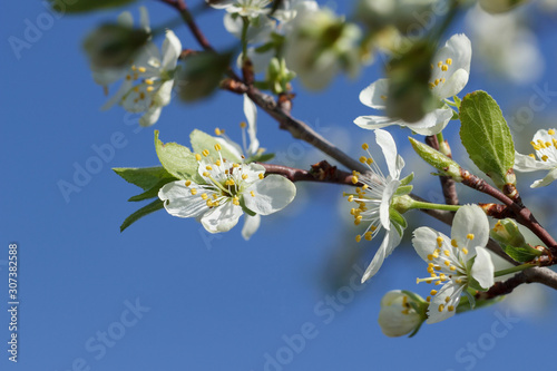 A branch with white flowers on a background of blue sky close-up. Plum blossom in spring. Beautiful floral background.