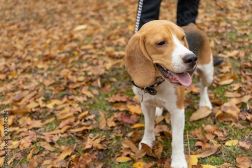 Hunting dog Beagle in the Park in autumn. Pet, puppy