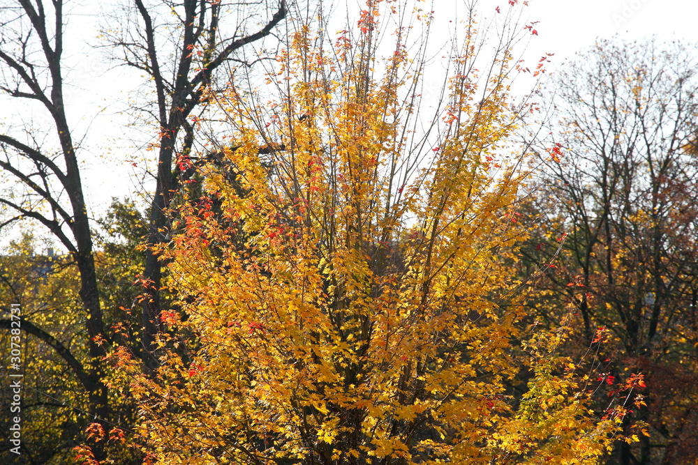 Ahorn (Acer ), buntes Herbstlaub an einem Baum, Deutschland Ahorn (Acer ), buntes Herbstlaub an einem Baum, Deutschland