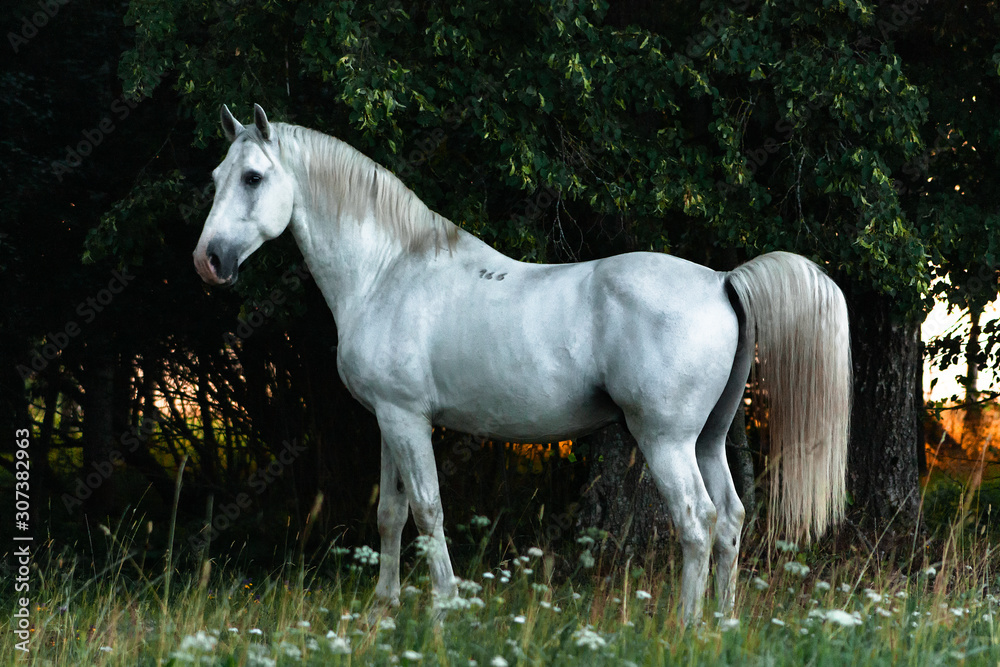 White lippizaner breed stallion standing in the shadow of trees in sunrise in the morning. Animal portrait.