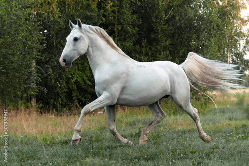White lippizaner breed stallion running in the green summer field. Animal in motion. © aurency