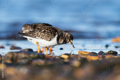 Wallpaper Mural Ruddy Turnstone birds feeding in habitat on low tide. Torontodigital.ca