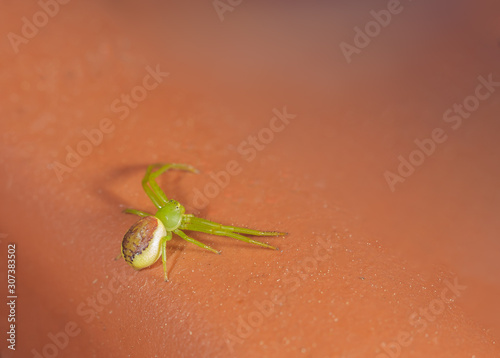 Krabbenspinne