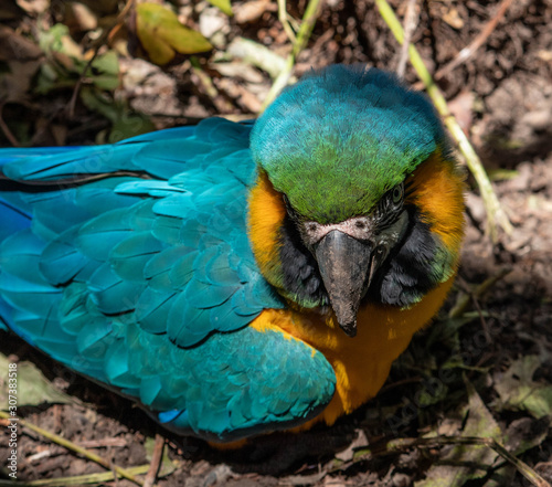 Arara photo