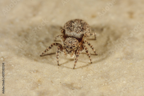 Springspinne