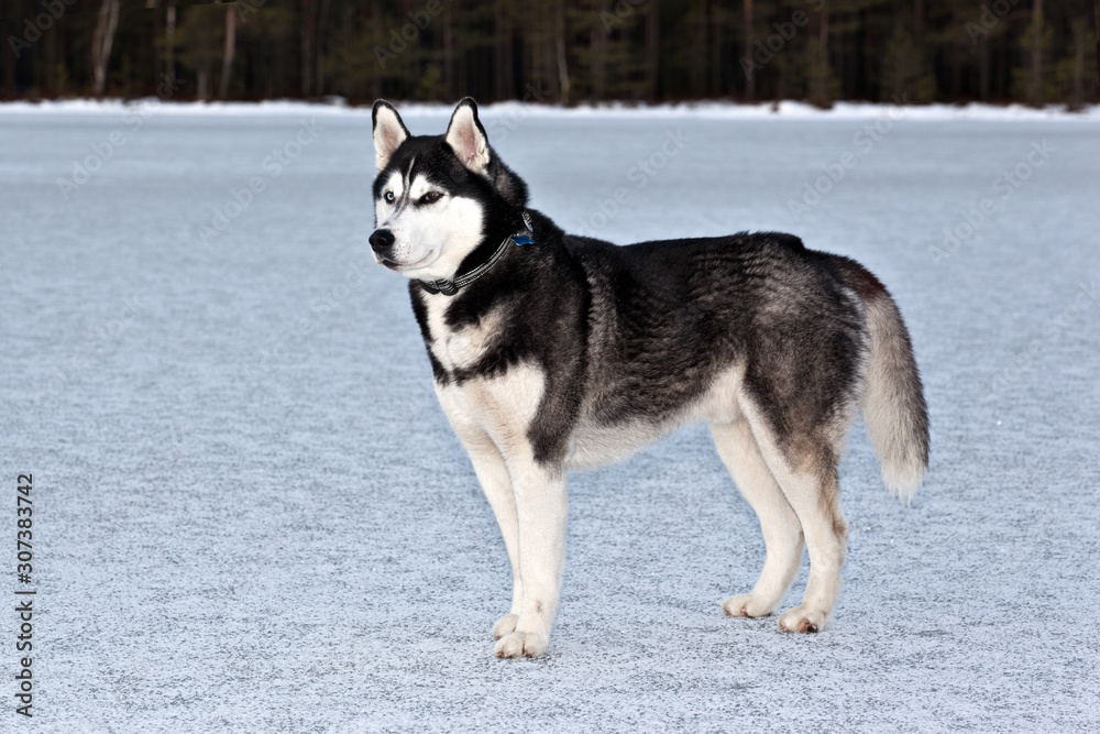 Dog breed Siberian Husky standing on the frozen lake