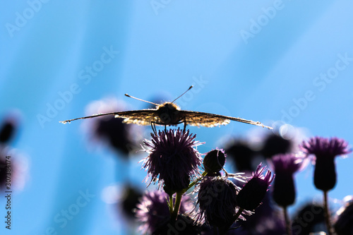 macro di una farfalla vanessa del cardo in controluce