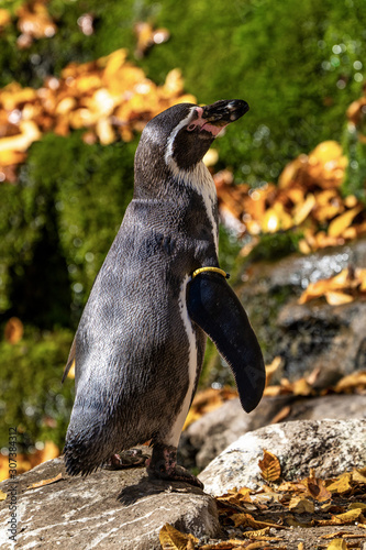 Humboldt Penguin  Spheniscus humboldti in the zoo