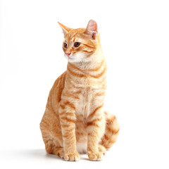 Cute red cat on a white background