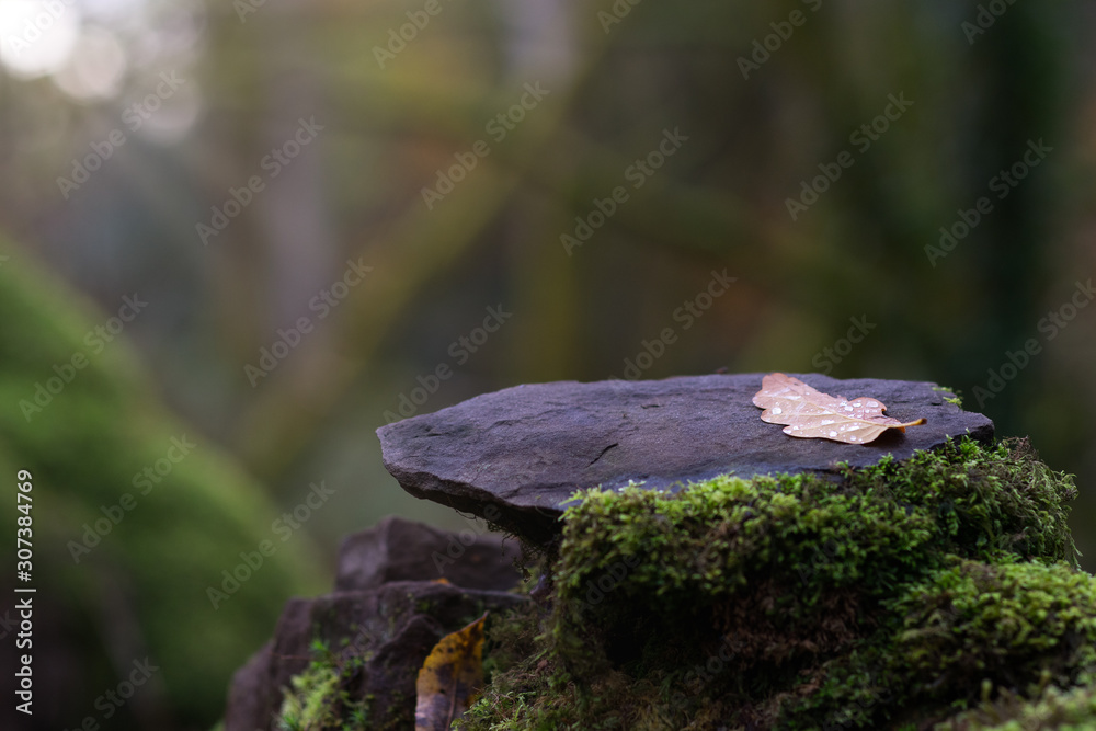A small leaf held down by dew drops A small leaf held down by dew drops