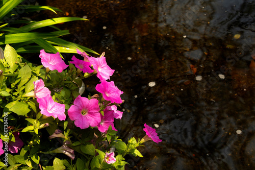 pink flowers in the garden