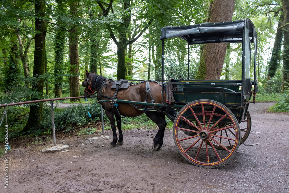 Coche de caballos en el Parque Nacional de Killarney, Irlanda Coche de caballos en el Parque Nacional de Killarney, Irlanda