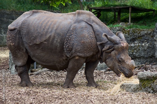 peacfully eating rhinoceros in zoo