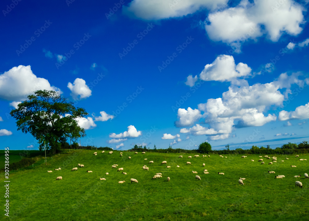 Obraz premium Sheep may safely graze.