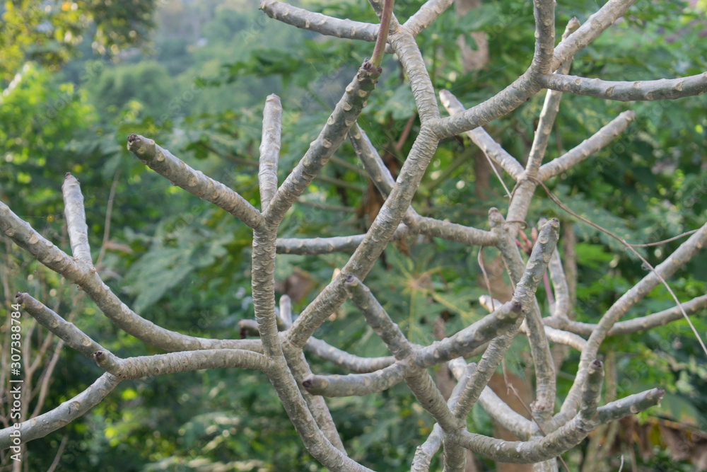 Obraz premium No leaves tree in the garden