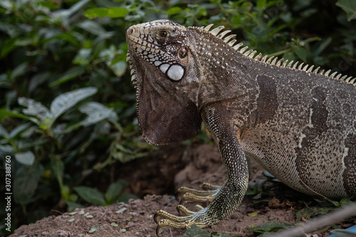 Iguana