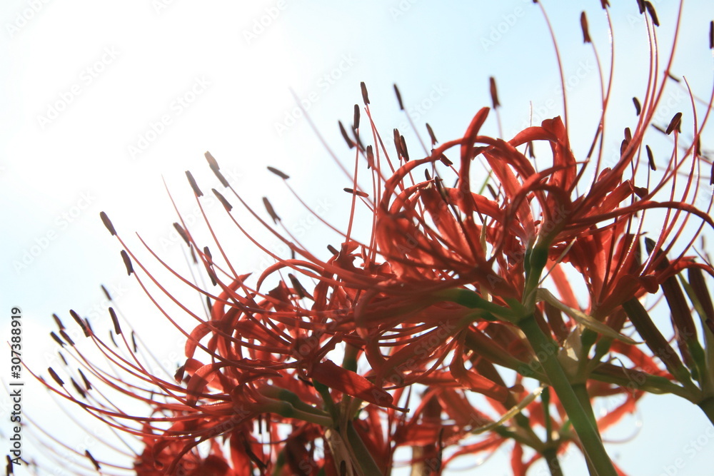 Obraz premium Higanbana In japan