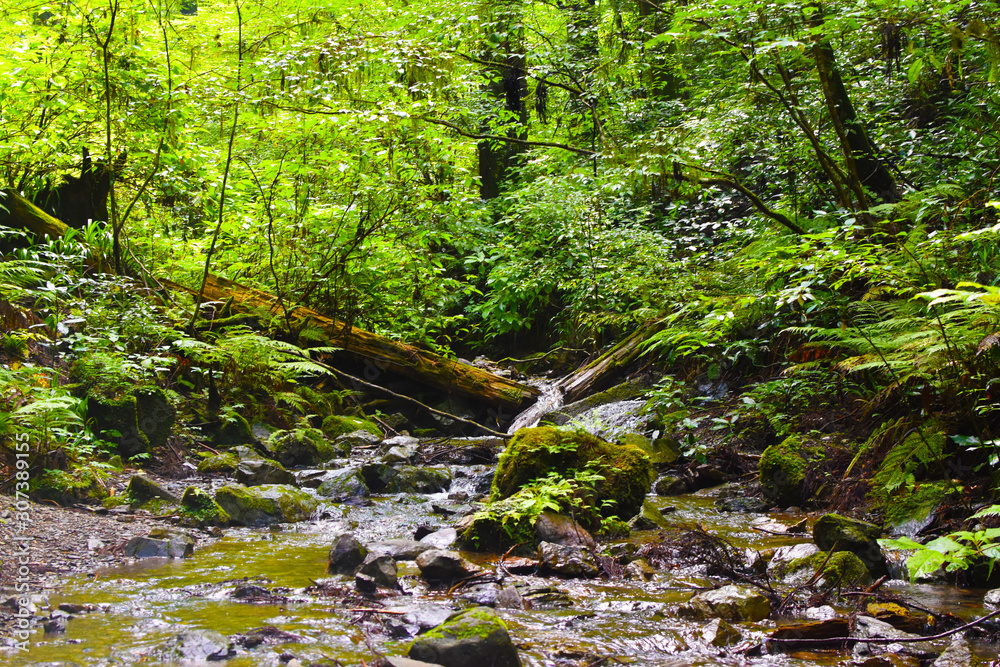 Fototapeta premium 自然