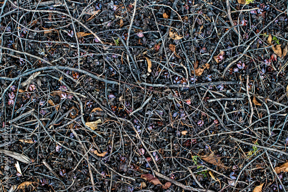 Dry branches and fall autumn leaves background and texture. Dry branches and fall autumn leaves background and texture.