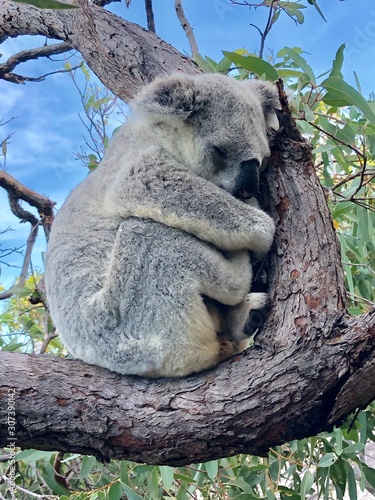 Photography koala in tree