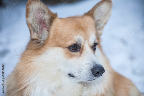 dog portrait snow road background © jonicartoon