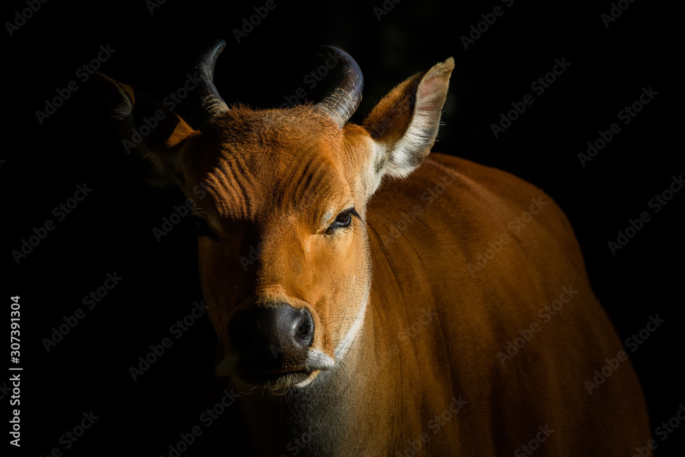 portrait of a banteng on black background portrait of a banteng on black background